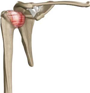 Shoulder