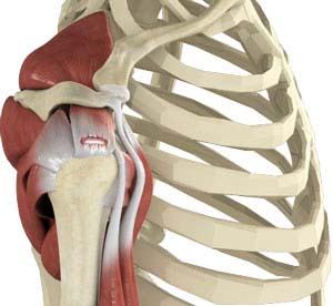 Shoulder