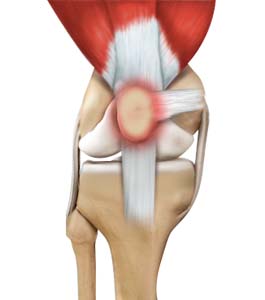 Knee