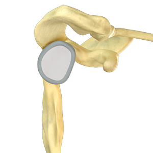 Shoulder
